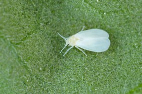 Sidewall Insect Netting