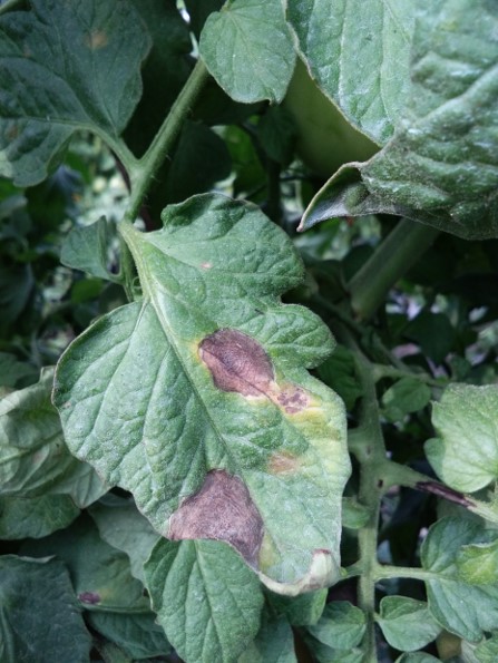 Combatting Early Blight: Understanding and Treating Alternaria Leaf ...