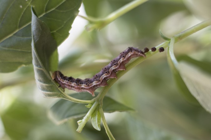 A Comprehensive Guide to Caterpillar Pest Control - The Pro Farmer