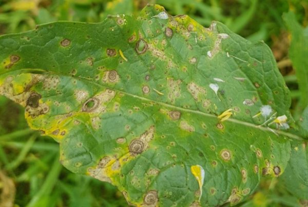 Alternaria Leaf Spot - The Pro Farmer