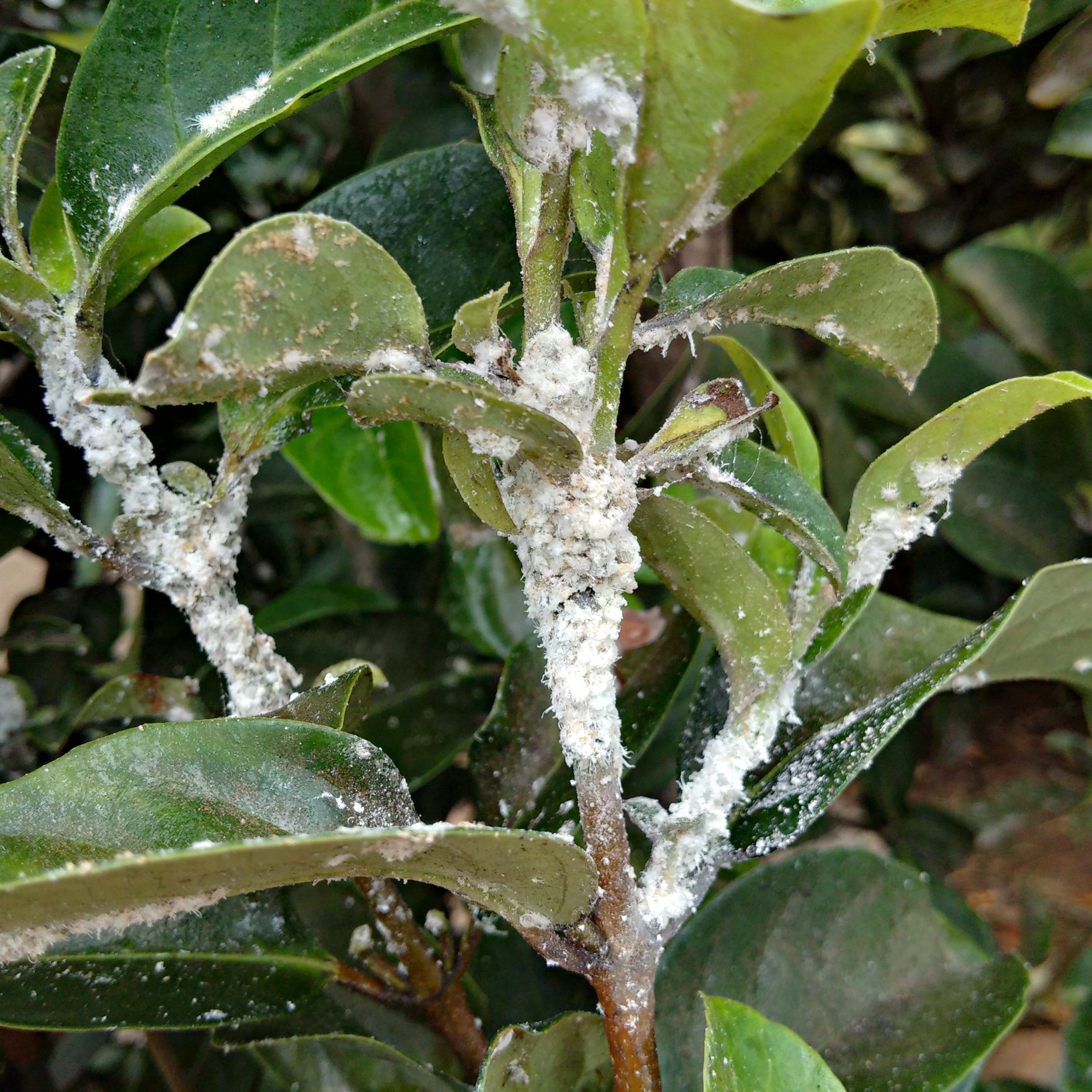 Mealybugs The Pro Farmer
