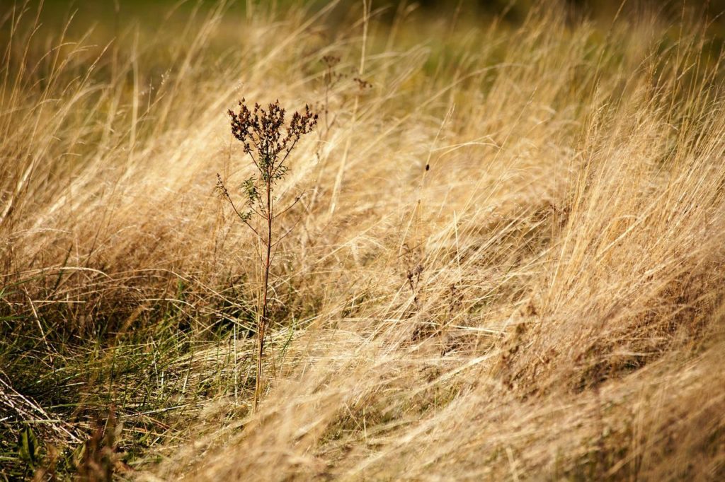 autumn, dry grass, nature-1631831.jpg