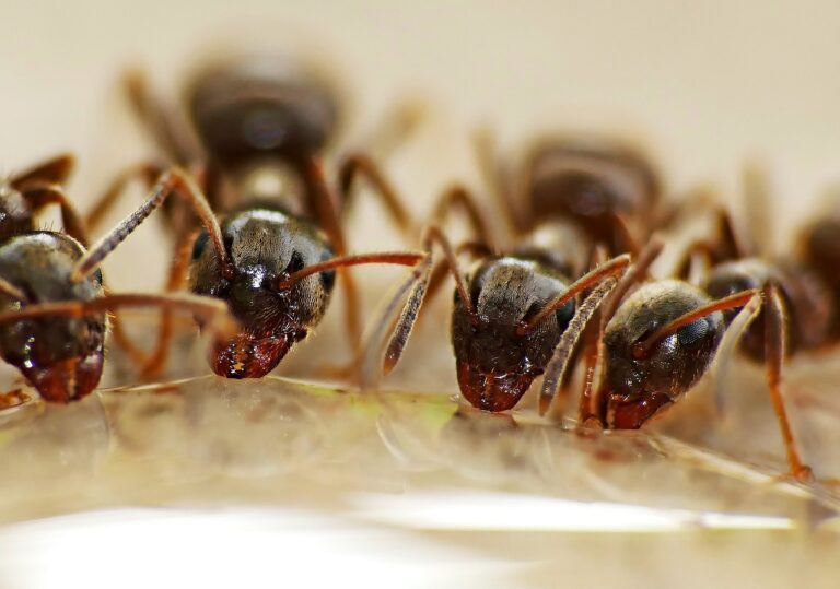 ants, water, insects-4949166.jpg