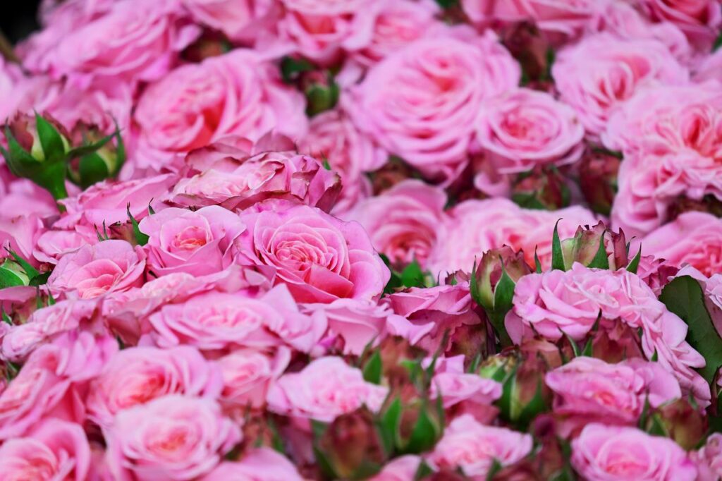 roses, flowers, pink roses-3436439.jpg
