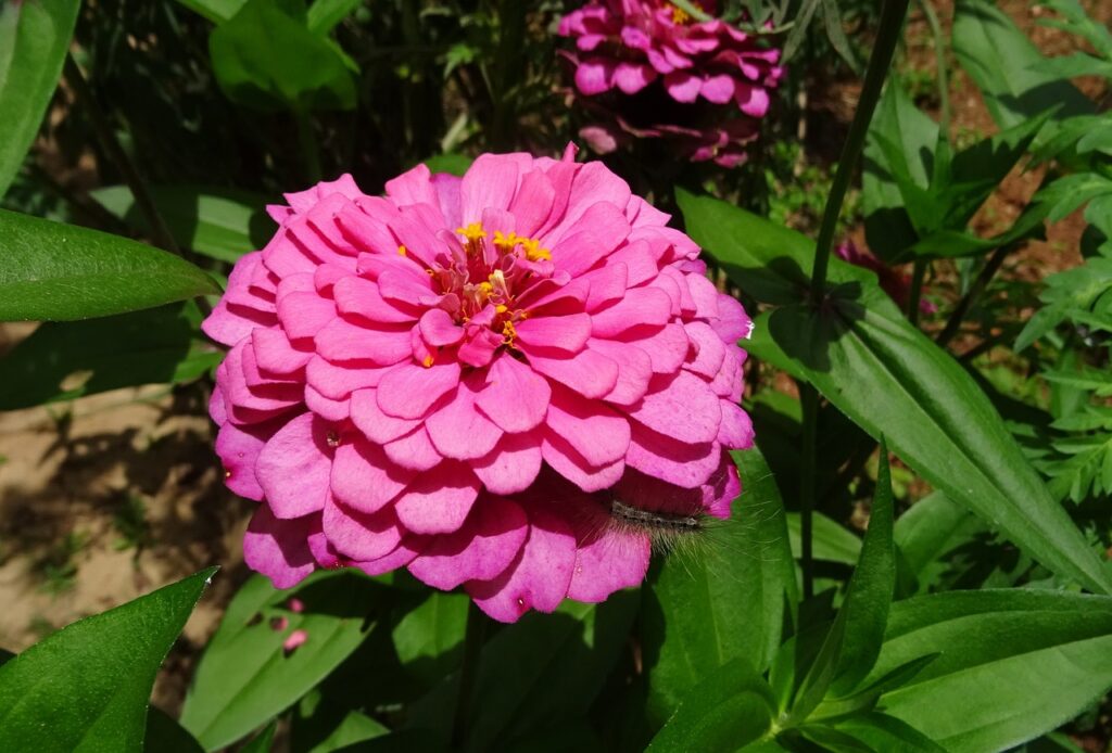 zinnia, flower, pink-1646437.jpg
