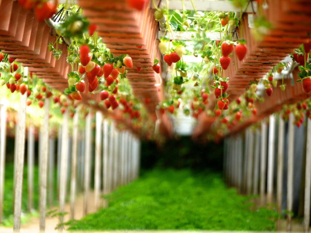 strawberry, farms, gardens-260687.jpg